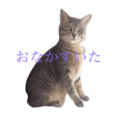 [LINEスタンプ] ねこちゃんまいにち