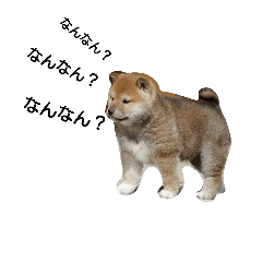 [LINEスタンプ] 柴犬 剛気（リキ)のスタンプ