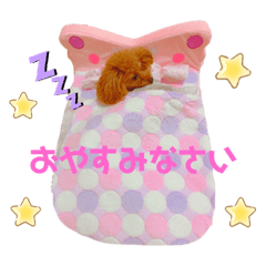 [LINEスタンプ] トイプードルぷりんのスタンプ3