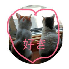 [LINEスタンプ] 猫祭りseason 1