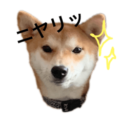 [LINEスタンプ] 柴犬きたろう③