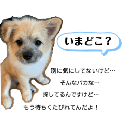 [LINEスタンプ] 我が家のハーフ犬ポメチワ③