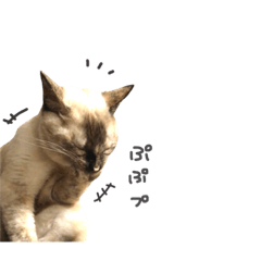 [LINEスタンプ] 私の家の猫