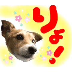 [LINEスタンプ] 見やすい  ジャックラッセル いち兄さん