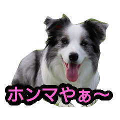 [LINEスタンプ] ボーダーコリー♥️Lettyの日常2