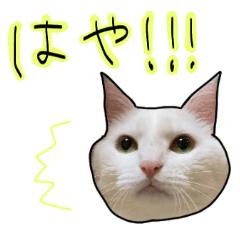 [LINEスタンプ] ハク様ゆる〜いスタンプ