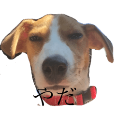 [LINEスタンプ] JRT★こはる1