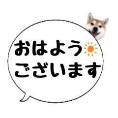 [LINEスタンプ] 柴犬のぼちゃん デカ文字吹出し①
