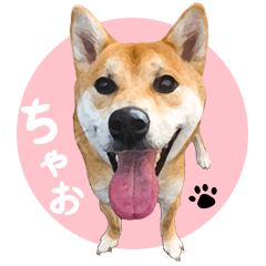 [LINEスタンプ] 柴犬ちゃおの「押しちゃお！」スタンプ