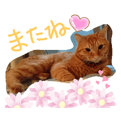 [LINEスタンプ] ロビンと虎太郎と虎珀②