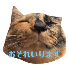 [LINEスタンプ] サビ猫のちゃこ