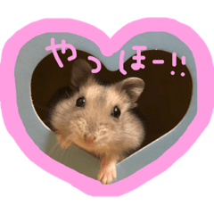 [LINEスタンプ] ハムスター の健造ファミリー♡♡♡