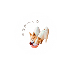 [LINEスタンプ] Ann and Komame stickerの画像（メイン）