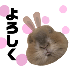 [LINEスタンプ] もふまるスタンプ第四弾