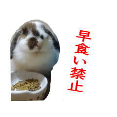 [LINEスタンプ] くろちゃんシリーズ2のスタンプです