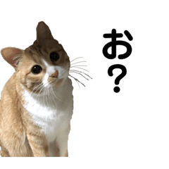 [LINEスタンプ] きなこの成長スタンプ5