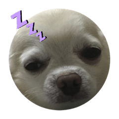 [LINEスタンプ] Chihuahua  stanpの画像（メイン）