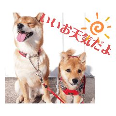 [LINEスタンプ] 柴犬こてこま