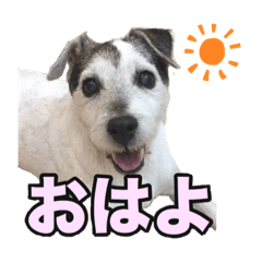 [LINEスタンプ] ジャックラッセルテリア・さくら