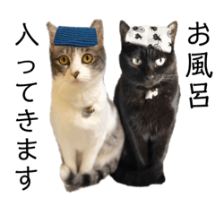 [LINEスタンプ] 猫スタンプ★うちのアビてまグレさん③