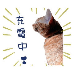 [LINEスタンプ] 姫と三獣士♡茶トラのテオ♡