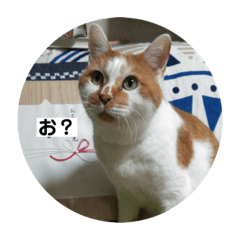 [LINEスタンプ] ノラ猫出身・だいち！