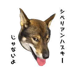 [LINEスタンプ] 四国犬黒豆のひとりごと