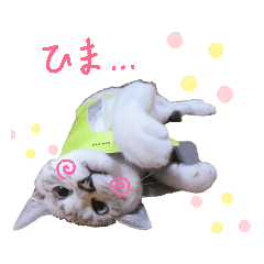 [LINEスタンプ] にゃんこ大好きぃ