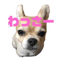 [LINEスタンプ] キースくんスタンプ