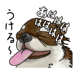 [LINEスタンプ] かわいいチワワの癒しの日常