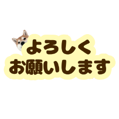 [LINEスタンプ] 柴犬のぼちゃん 大人の丁寧な言葉