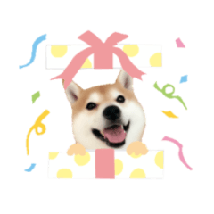 [LINEスタンプ] 柴犬のぼちゃん 毎日使えるスタンプ