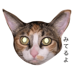 [LINEスタンプ] 保護猫秋 part2