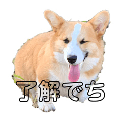 [LINEスタンプ] コーギー仲間プラス1
