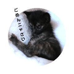 [LINEスタンプ] 色々な猫達