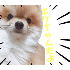 [LINEスタンプ] ポメラニアンのぼくちゃん