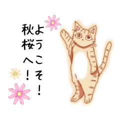 [LINEスタンプ] 秋桜スタンプ