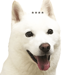 [LINEスタンプ] 白い北海道犬カスタムスタンプの画像（メイン）