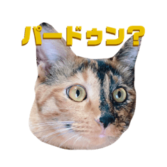 [LINEスタンプ] サビ猫のちゃこ2