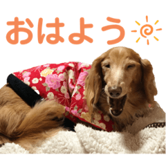 [LINEスタンプ] 愛犬めいちゃんのスタンプ2