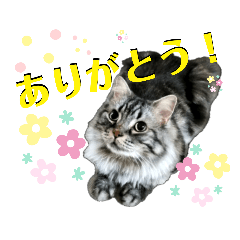 [LINEスタンプ] モジャ猫のりんたろう