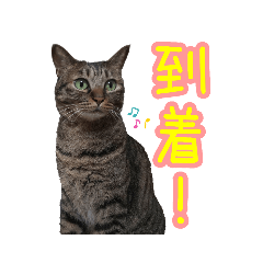 [LINEスタンプ] 可愛い保護猫さん達。
