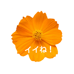 [LINEスタンプ] 日常に使える彩り花スタンプ