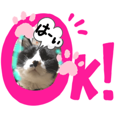 [LINEスタンプ] 猫だってトークしたい 素直なひと言