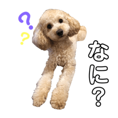 [LINEスタンプ] 工藤 ニコ スタンプ3