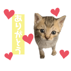 [LINEスタンプ] にゃんこねこちゃん