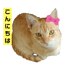 [LINEスタンプ] 茶トラ猫“もも”のいつでも使えるスタンプ