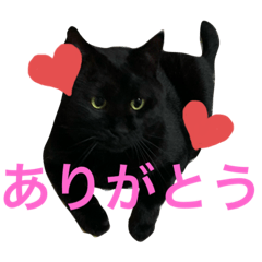 [LINEスタンプ] 黒猫ふてぶてレオにゃん君