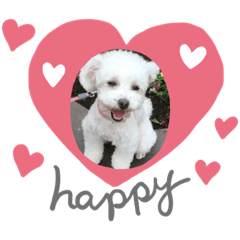 [LINEスタンプ] トイプードル ココたんの日常