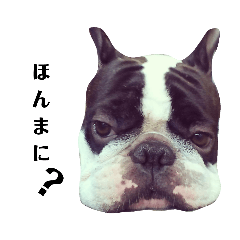 [LINEスタンプ] フレンチブルドックの大福くん